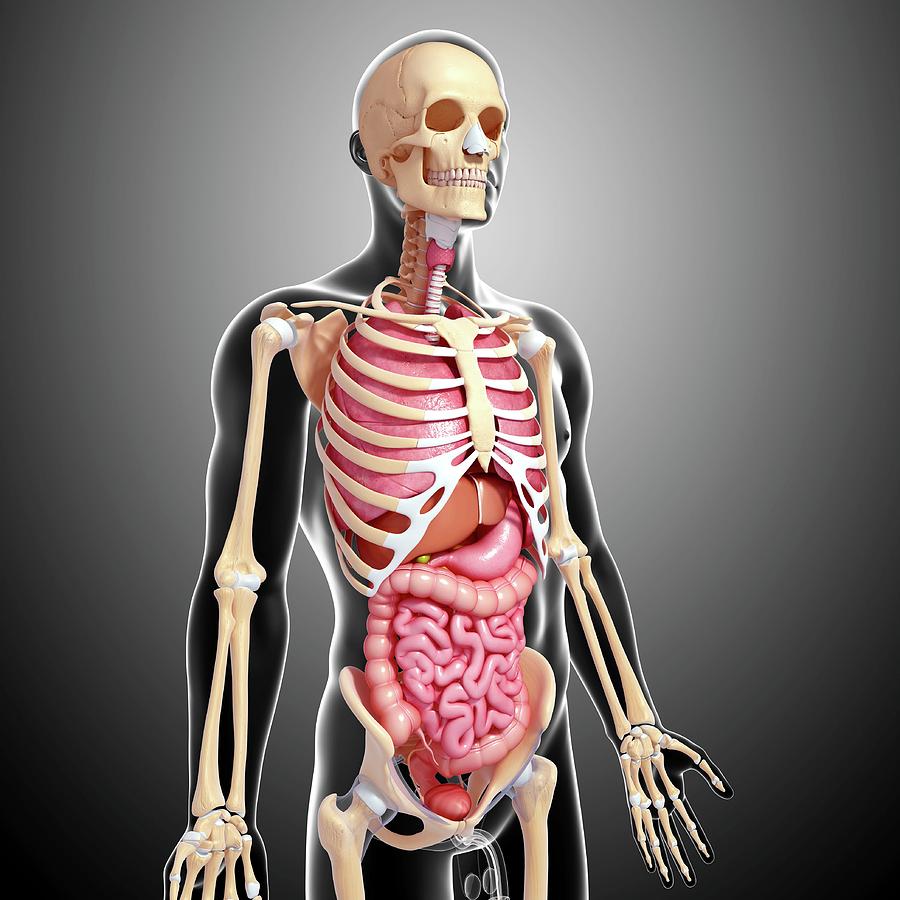 Male Anatomy Photograph by Pixologicstudio/science Photo Library - Fine ...