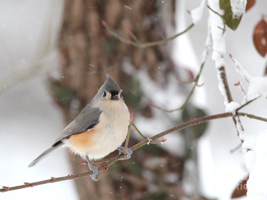 Tufted Titmouse #147 Photograph by Jack R Brock