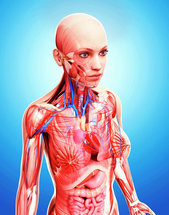 Female Anatomy Photograph by Pixologicstudio/science Photo Library ...