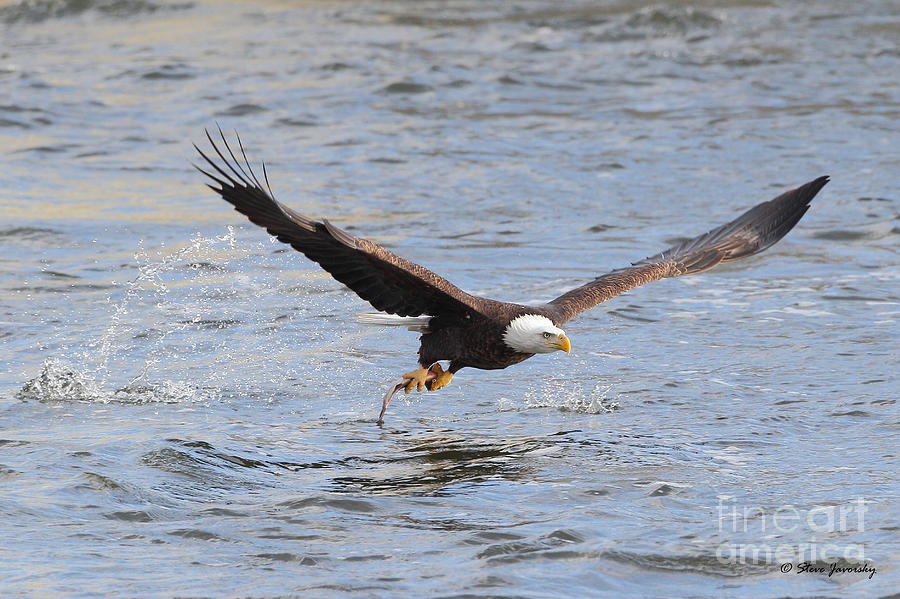 Bald Eagle Photograph by Steve Javorsky - Fine Art America