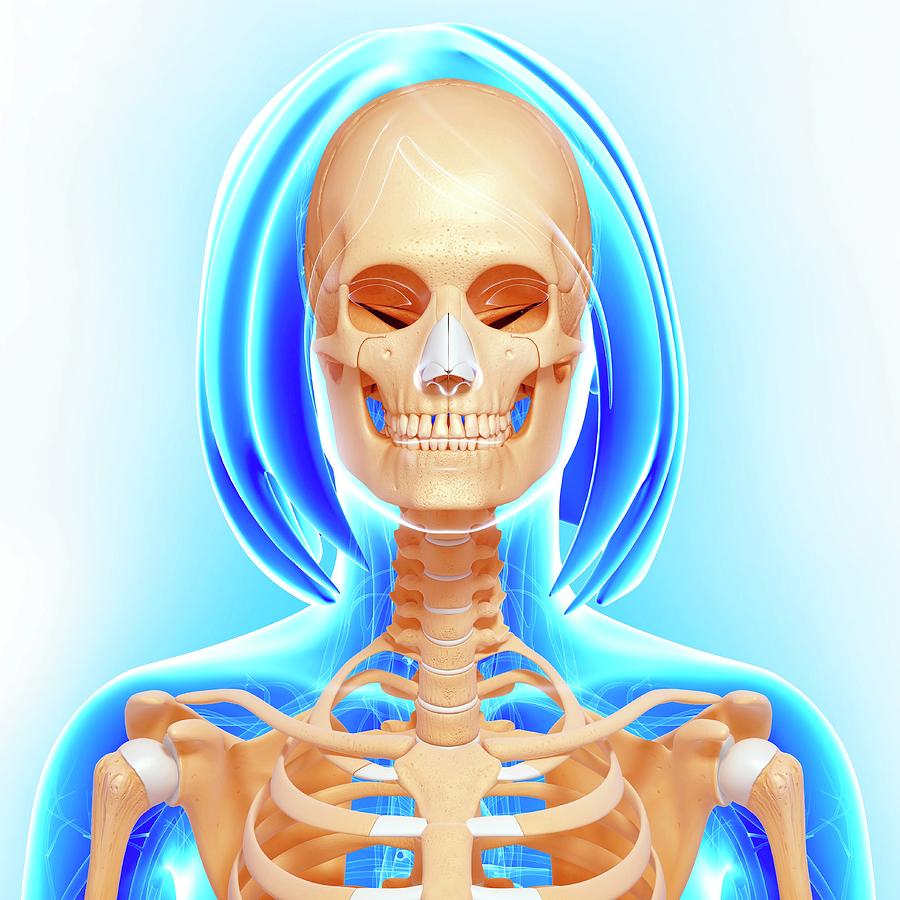 Female Skeleton Photograph By Pixologicstudio Science Photo Library Fine Art America