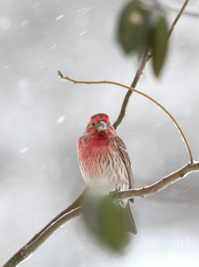 House Finch #148 Photograph by Jack R Brock