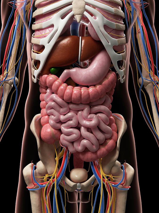 Male Anatomy Photograph by Sciepro/science Photo Library | Pixels