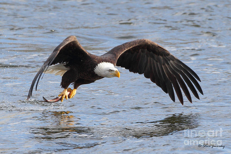 Bald Eagle Photograph By Steve Javorsky - Fine Art America