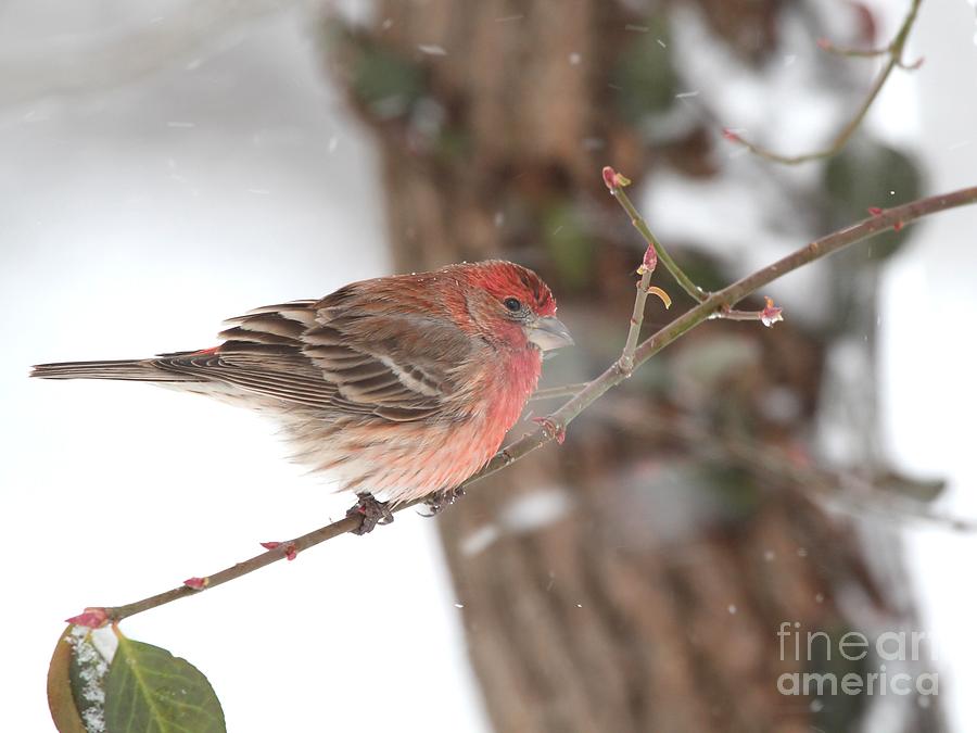 House Finch #149 Photograph by Jack R Brock