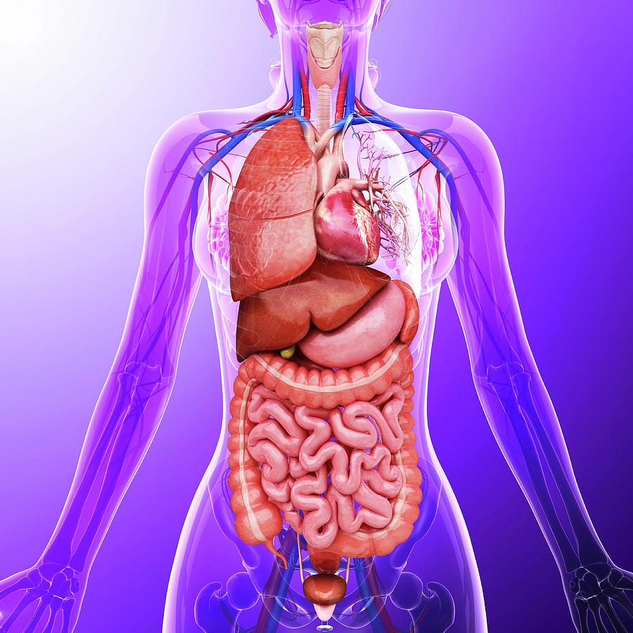 Human Internal Organs Photograph by Pixologicstudio - Pixels