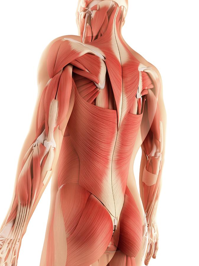 Latissimus Dorsi muscle