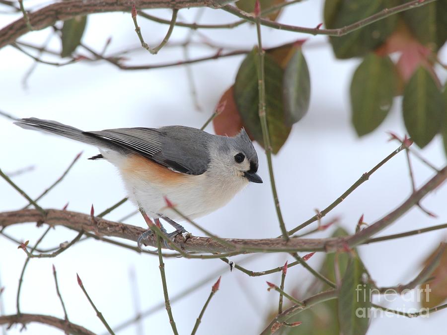 Tufted Titmouse #149 Photograph by Jack R Brock