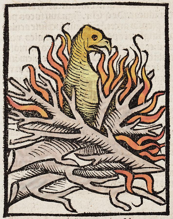 1491 Phoenix In Flames Hortus Sanitatis Photograph by Paul D Stewart