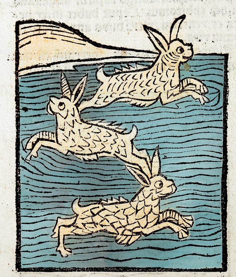 Animal Photograph - 1491 Sea Hares From Hortus Sanitatis by Paul D Stewart