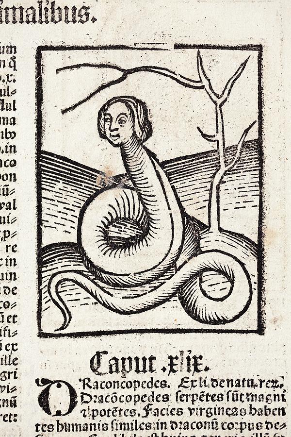 1491 Snake Woman Eve Hortus Sanitatis Photograph by Paul D Stewart