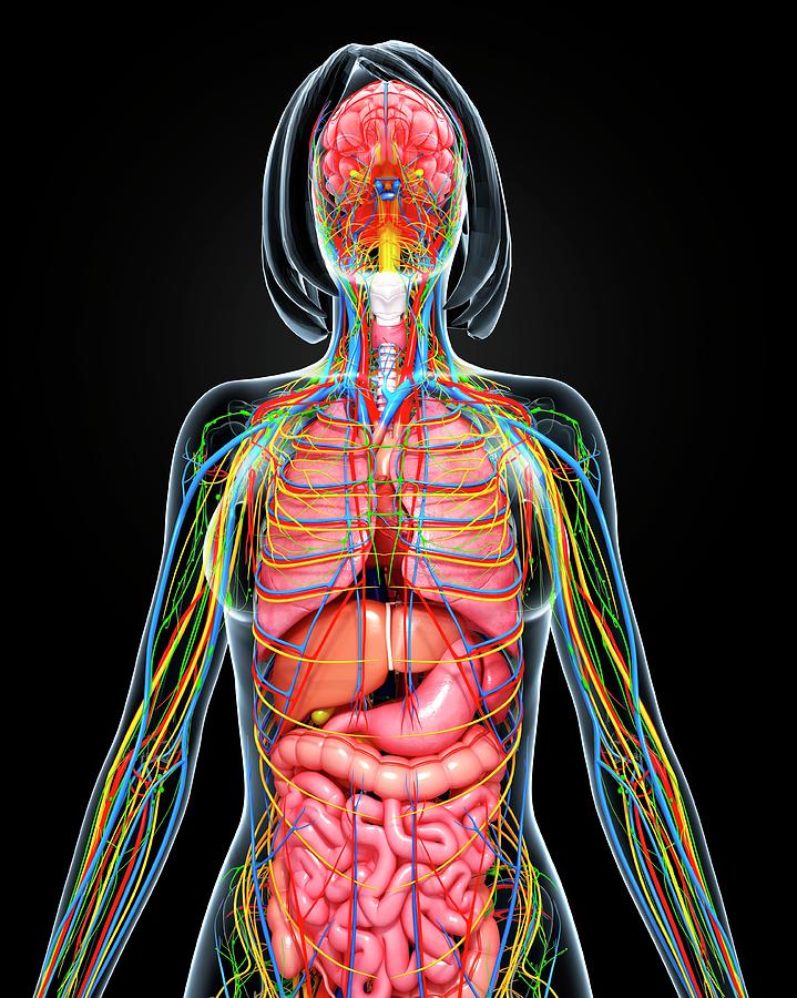 Female Anatomy Photograph by Pixologicstudio/science Photo Library | Pixels