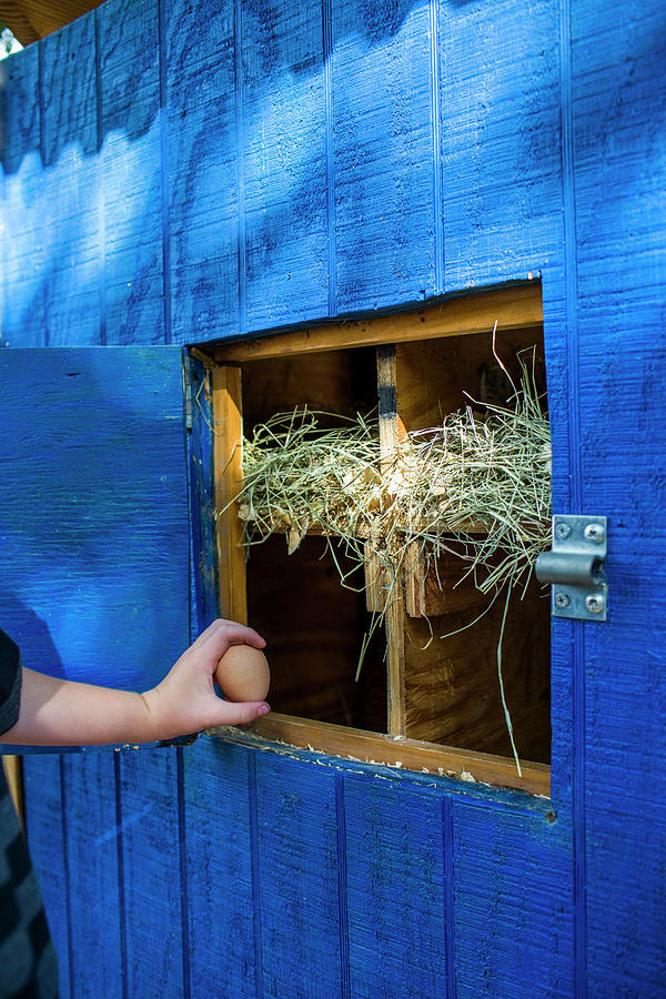 A Backyard Chicken Coop In Austin Photograph By Michael Hanson