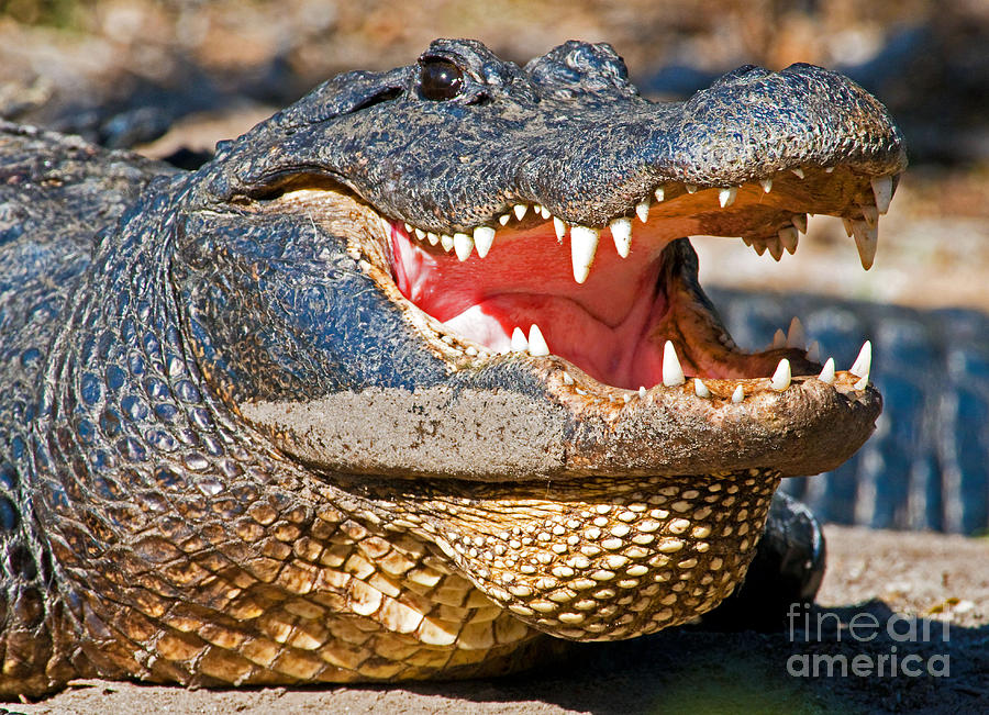 American Alligator #15 Photograph by Millard H. Sharp