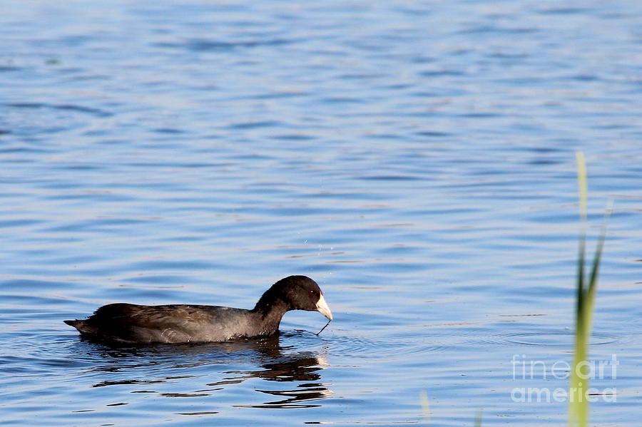 American Coot #15 Photograph by Jack R Brock