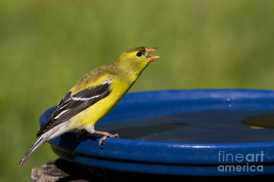 American Goldfinch #15 Photograph by Linda Freshwaters Arndt