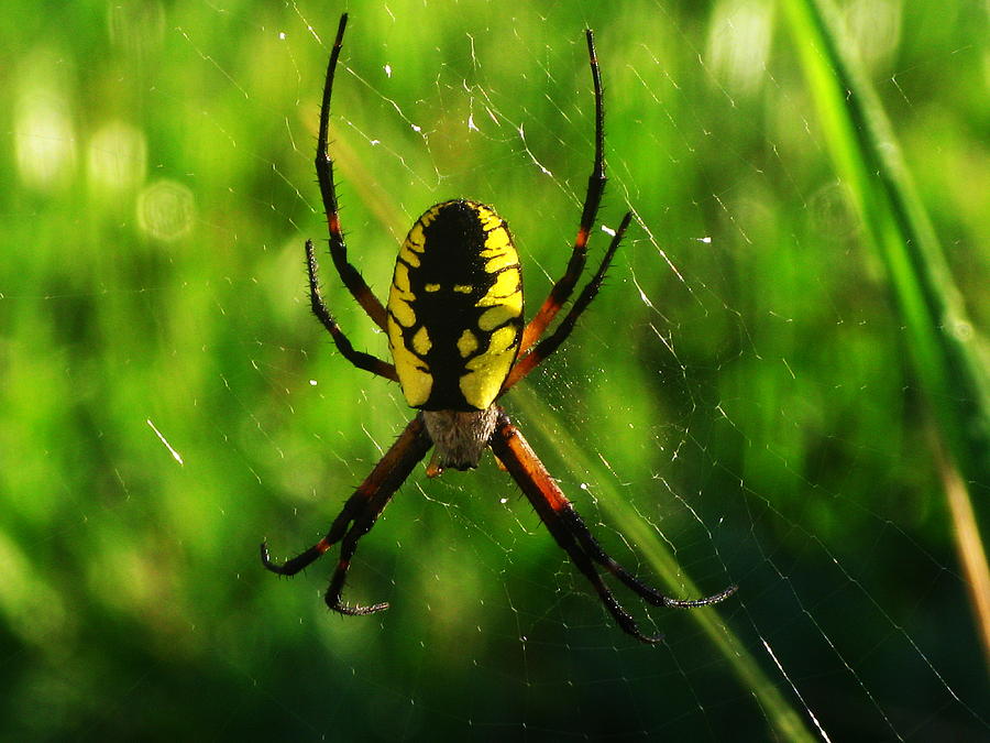 Spider Photograph - 15 by April K Rabino