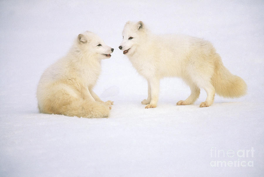 Fox Photograph - Arctic Fox #15 by Art Wolfe