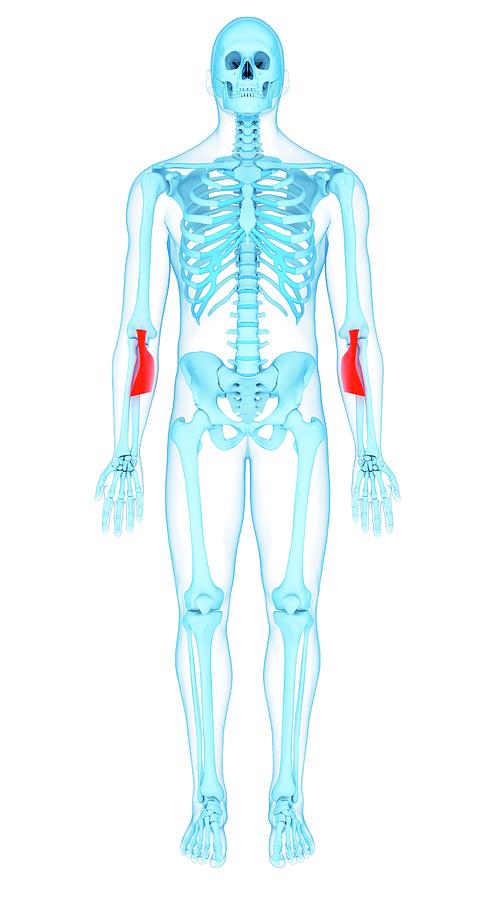 Skeleton Photograph - Arm Muscles #15 by Sebastian Kaulitzki/science Photo Library