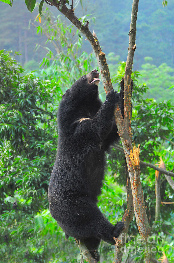 Asian Black Bear #15 Photograph by Mark Newman