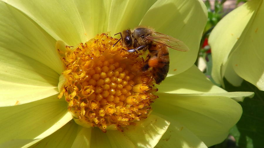 Australia Photograph - Australia - The Bees #30 by Jeffrey Shaw
