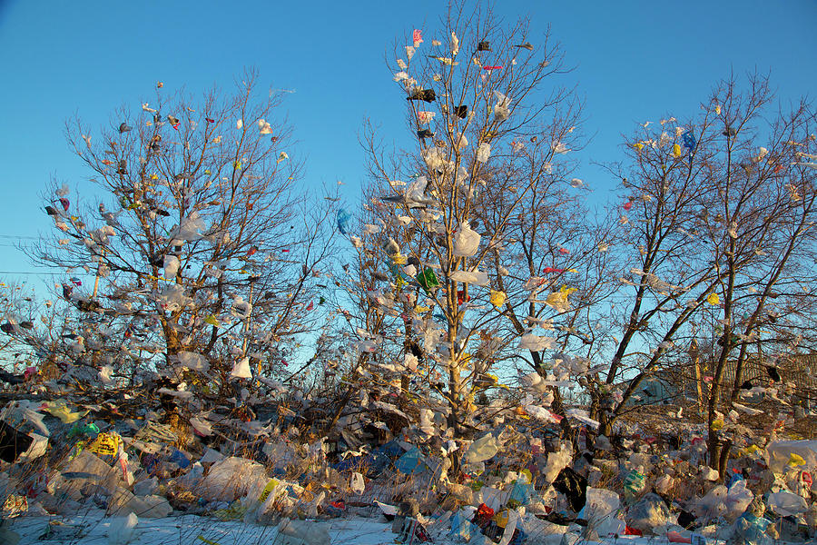 Bags In Trees Photograph by Jeffrey Phelps Fine Art America