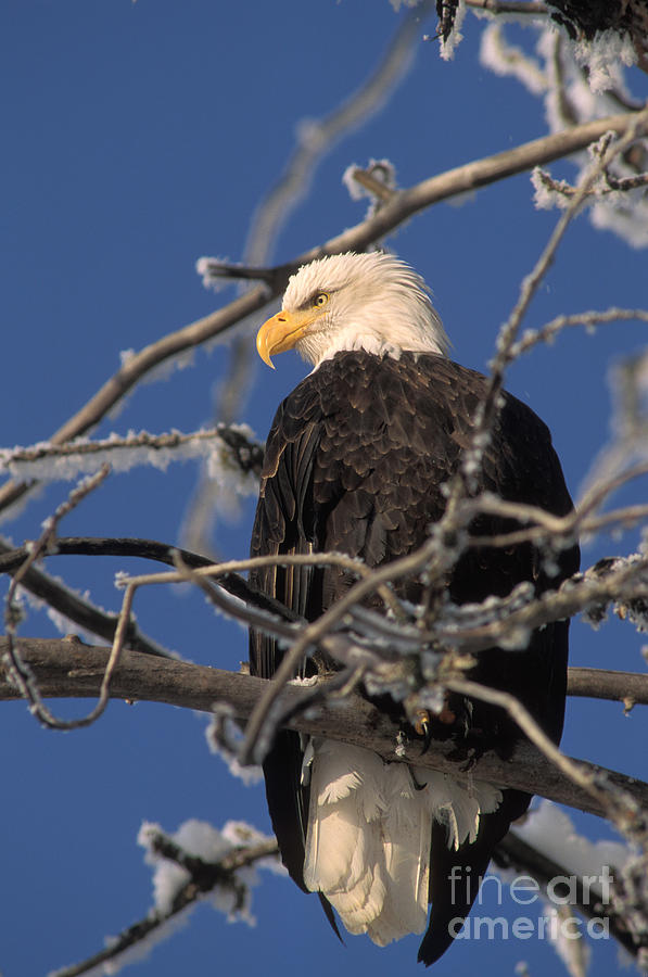 Bald Eagle #15 Photograph by Ron Sanford