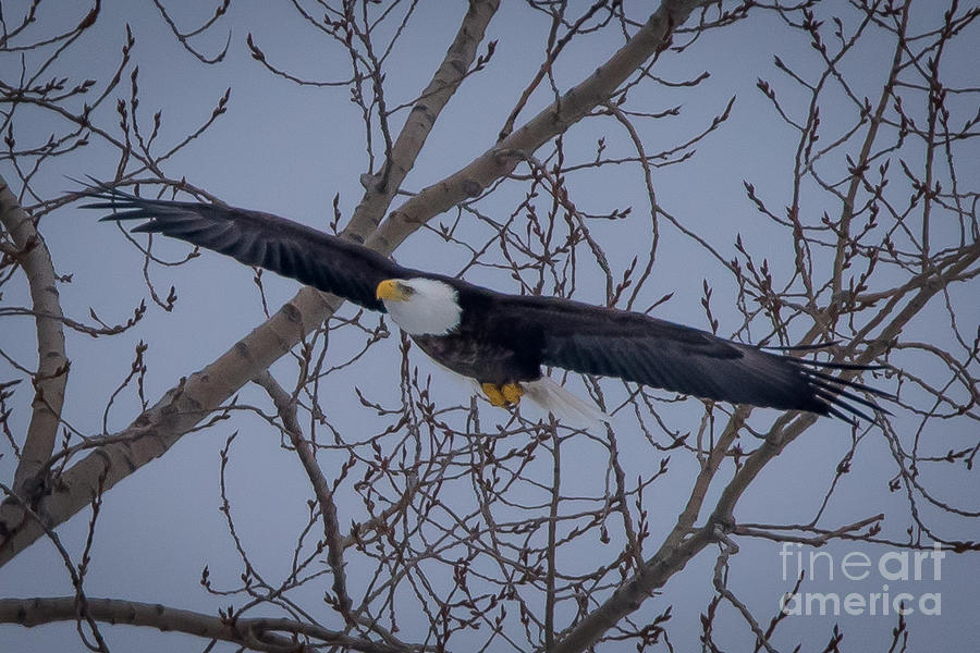 Bald Eagle #15 Photograph by Ronald Grogan - Pixels