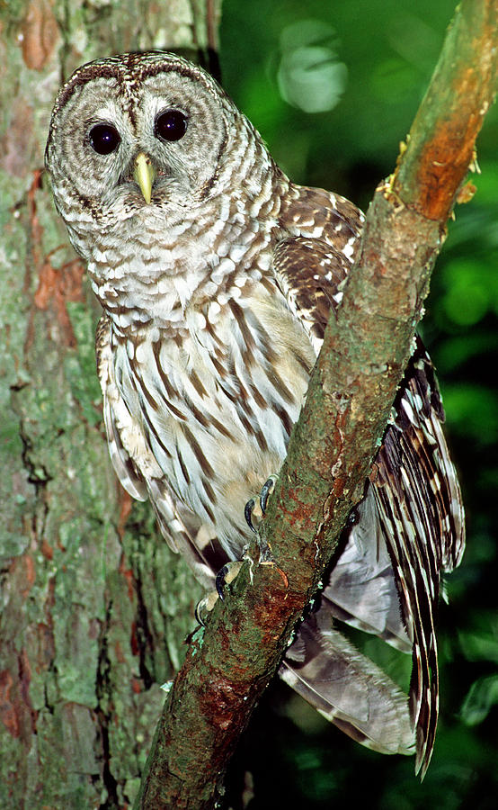Barred Owl #15 Photograph by Millard H. Sharp