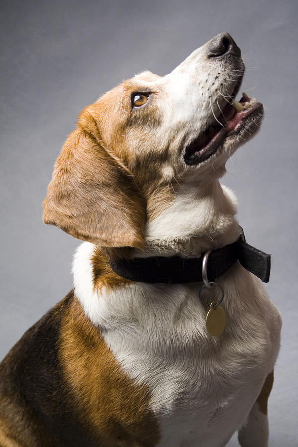 Beagle Photograph - Beagle #15 by Gary Marx