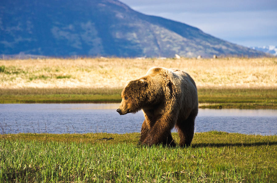 Bear in Hallo Bay in Katmai National Park Alaska #15 Photograph by Natasha Bishop