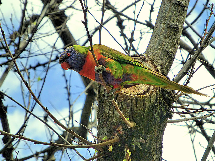 Parrot Photograph