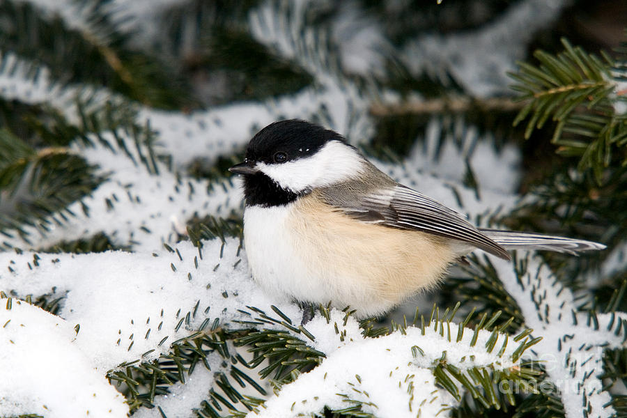 Black And White Photograph - Black-capped Chickadee #15 by Linda Freshwaters Arndt