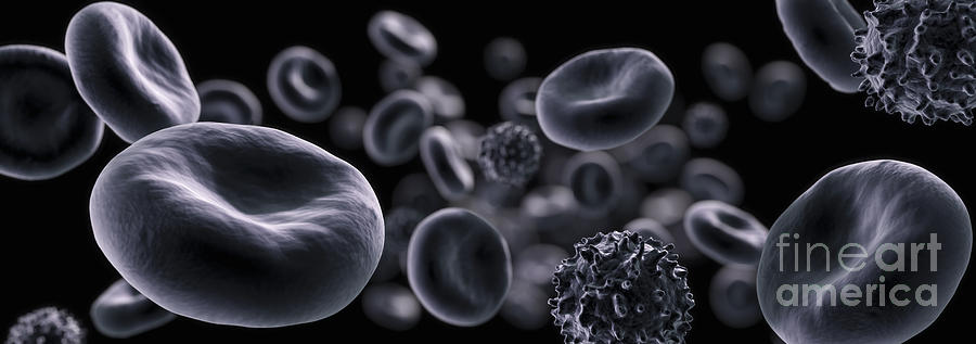 Blood Cells Photograph by Science Picture Co - Pixels