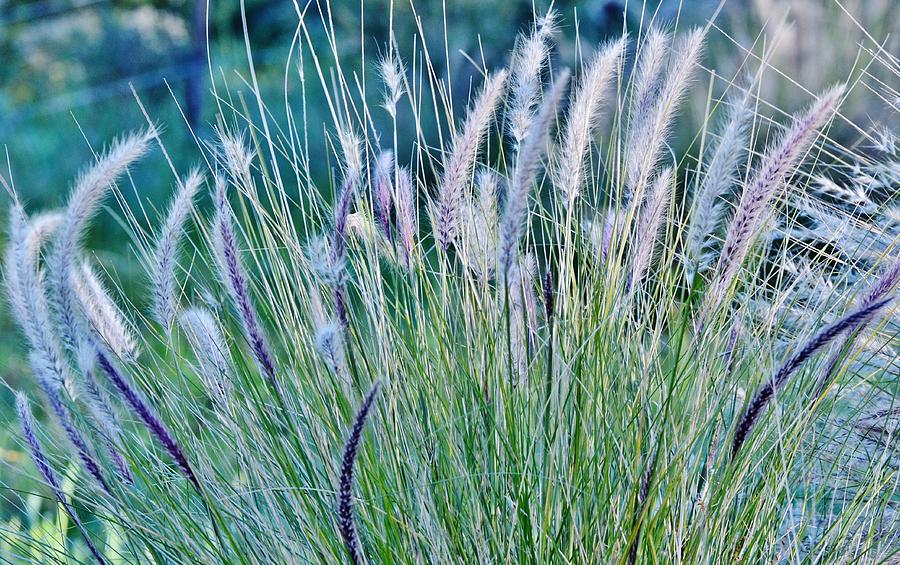 Blue Buffalo Grass Photograph by Werner Lehmann