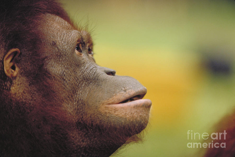 Bornean Orangutan #15 Photograph by Art Wolfe