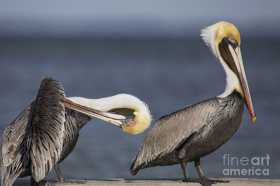 Pelican Photograph - Brown Pelican #15 by Twenty Two North Photography