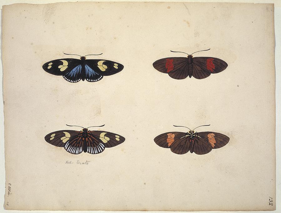 Butterfly Photograph - Butterflies, 18th century artwork #15 by Science Photo Library