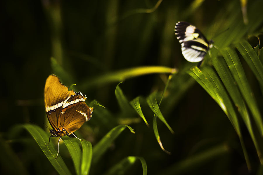 Butterfly Photograph by Bradley R Youngberg - Fine Art America