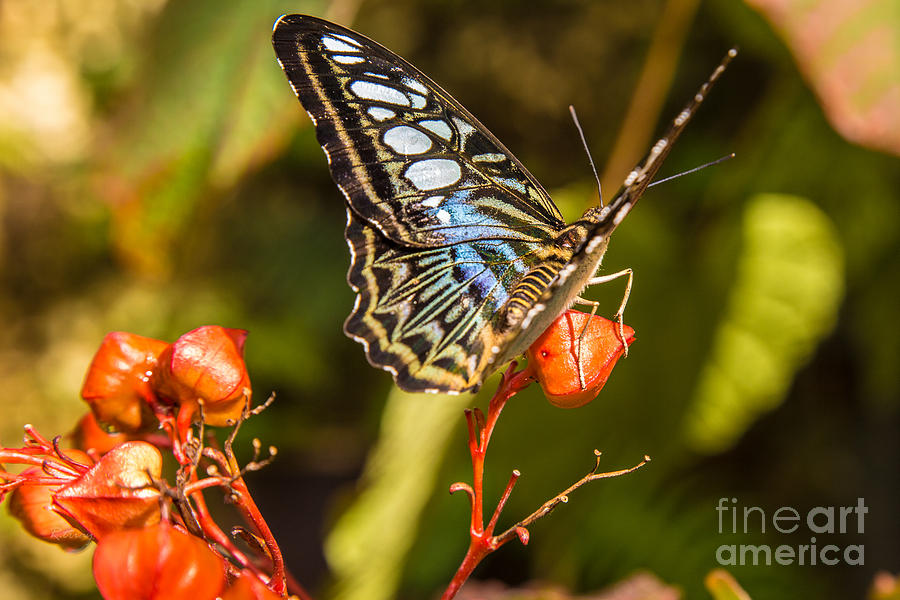 Butterfly #15 Photograph by Rene Triay FineArt Photos