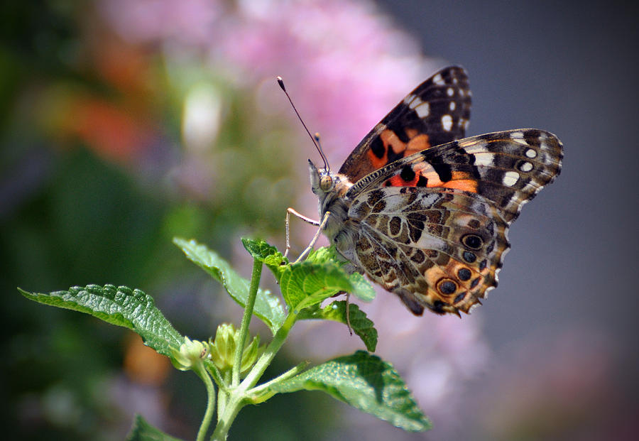 Butterfly #17 Photograph by Savannah Gibbs