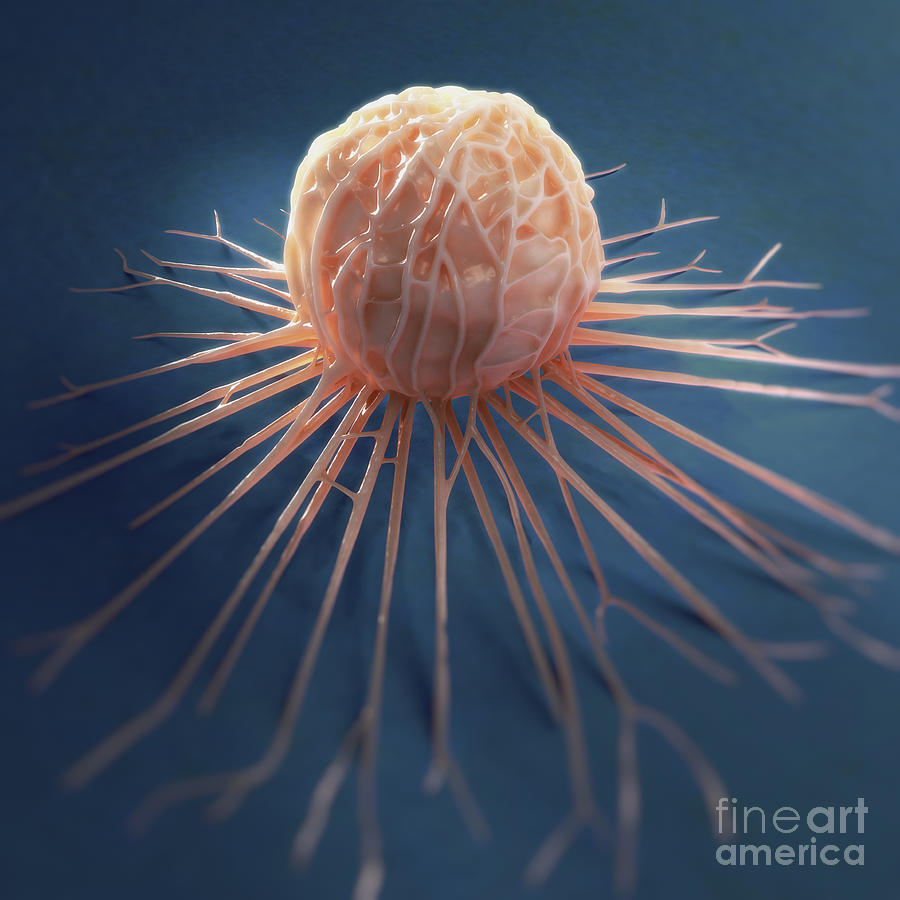 Cancer Cell #15 Photograph by Science Picture Co