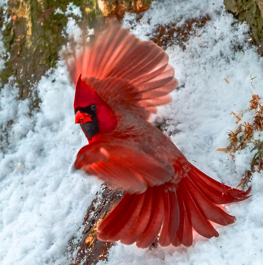 Cardinal #15 Photograph by Brian Stevens