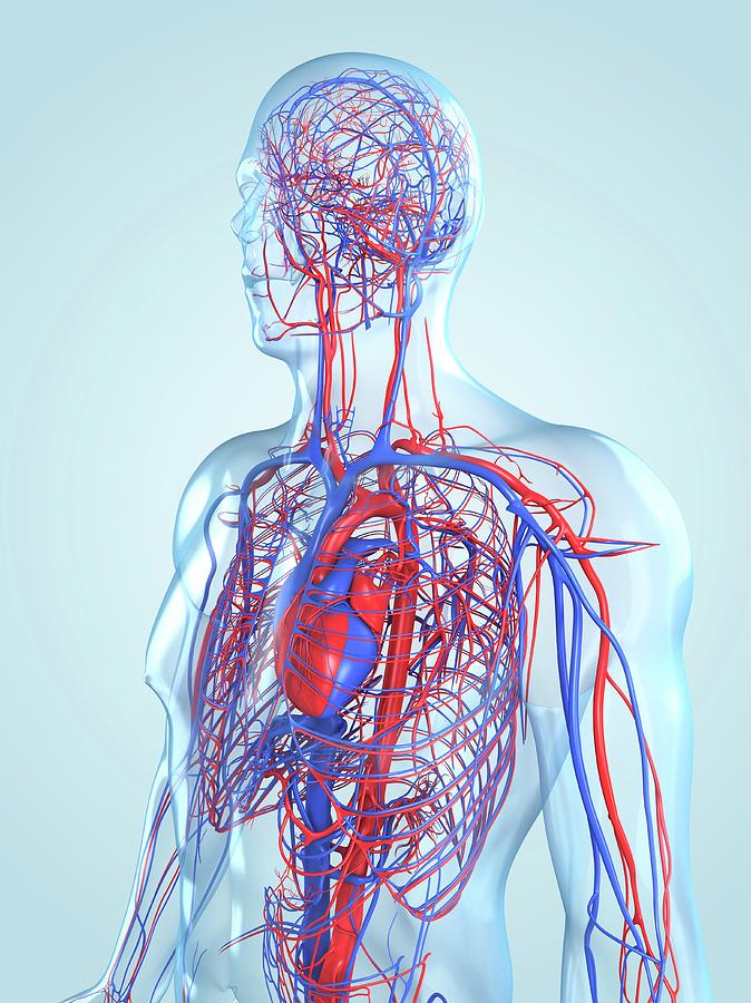 Cardiovascular System Photograph by Sciepro/science Photo Library ...