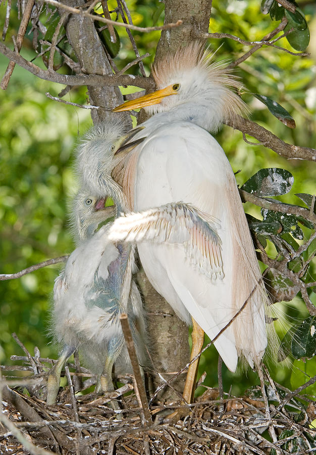 Cattle Egret At Nest With Young #15 Photograph by Millard H. Sharp
