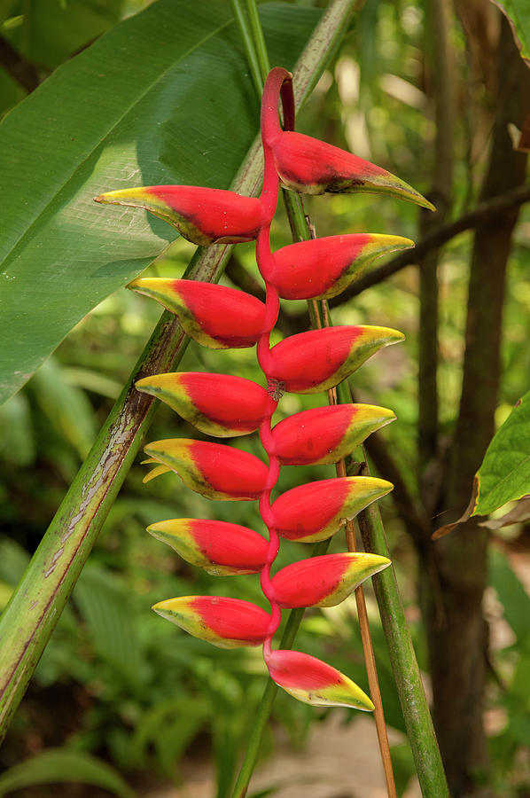 Flowers Still Life Photograph - Central America, Honduras, Roatan #15 by Jim Engelbrecht