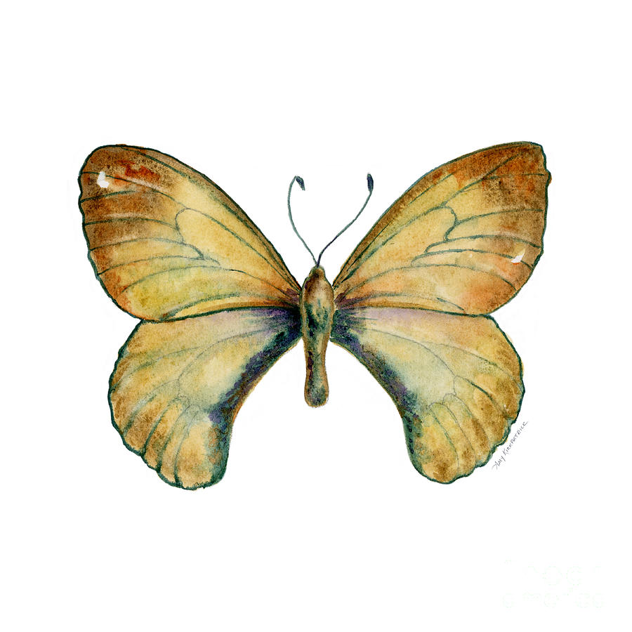 15 Clouded Apollo Butterfly Painting by Amy Kirkpatrick