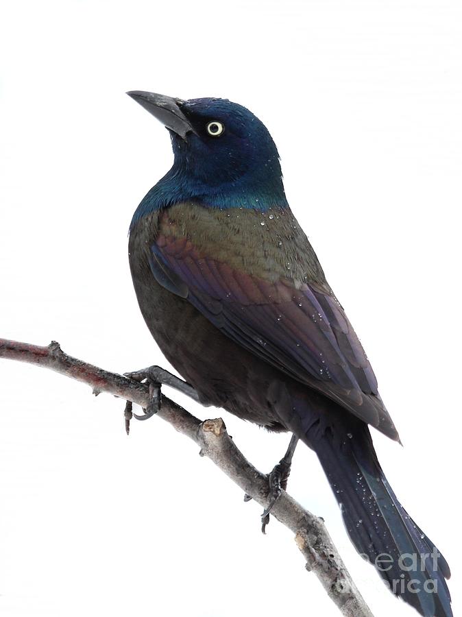 Common Grackle #15 Photograph by Jack R Brock