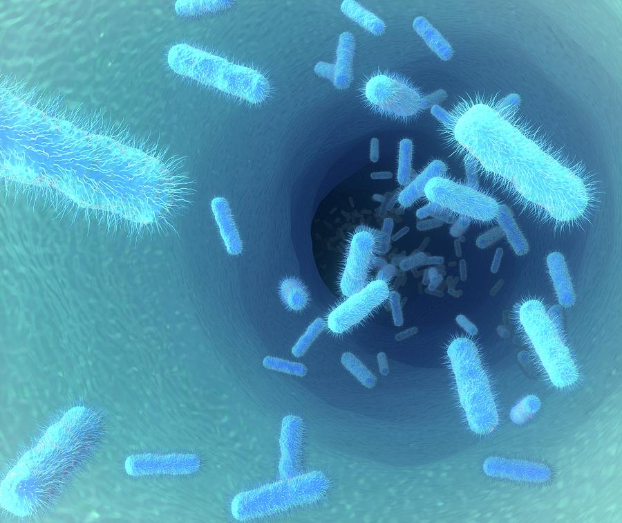 Bacilli Photograph - E. Coli Bacteria #15 by Maurizio De Angelis