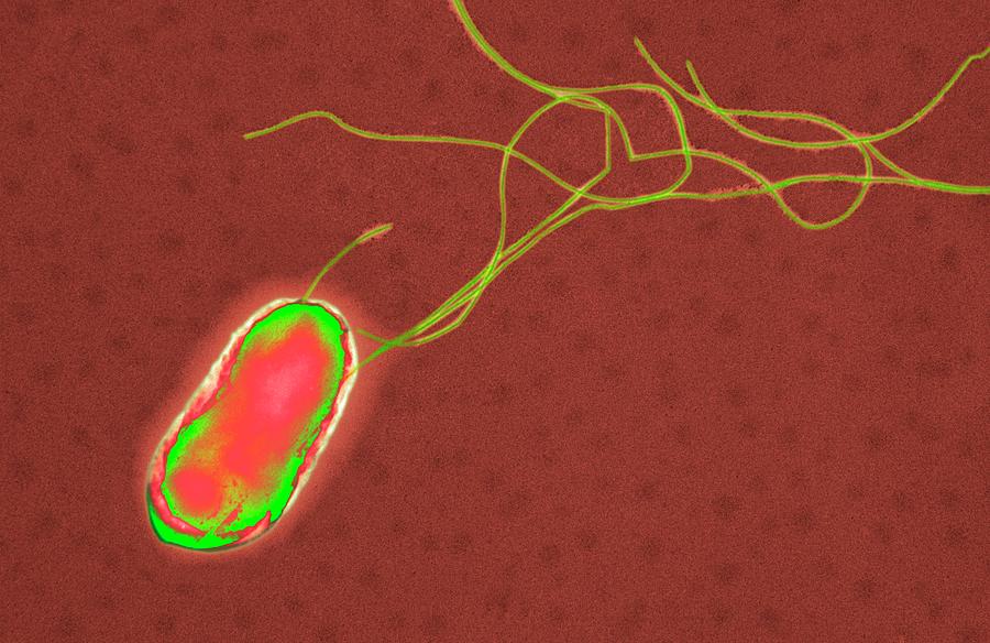 E Coli Bacterium Photograph By Centre For Infectionspublic Health Englandscience Photo 4845